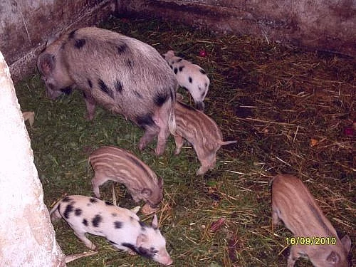 Prodám selata vietnamská + divočák