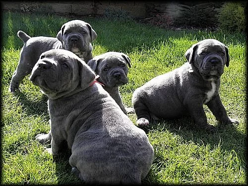 Cane corso s PP