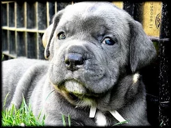 Cane corso s PP