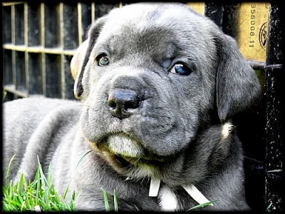 Cane corso s PP