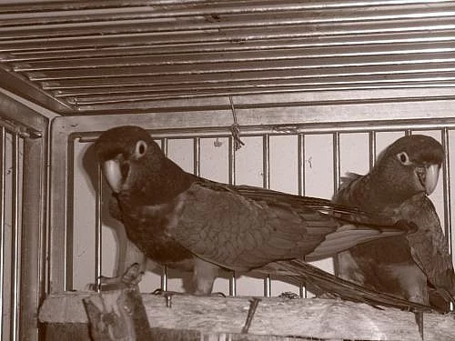 Papoušek Patagonský