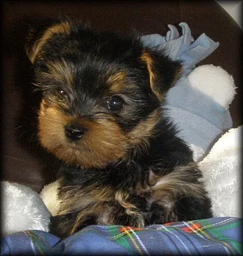 Yorkshire terrier