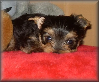 Yorkshire terrier