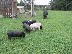 Gottingenská miniprasátka