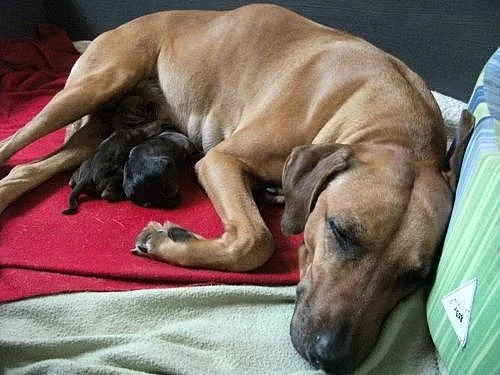 Štěňata Rhodesian Ridgeback s PP