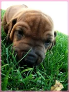 Štěňata Rhodesian Ridgeback s PP