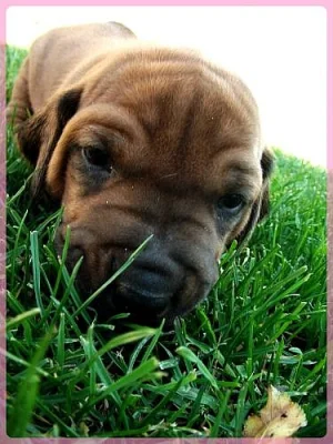 Štěňata Rhodesian Ridgeback s PP