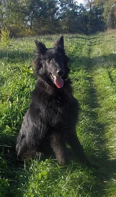 Belgický ovčák - Groenendael
