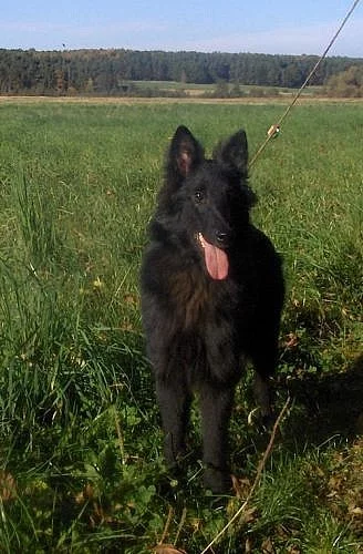 Belgický ovčák - Groenendael