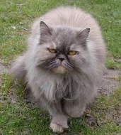 Ztratila se perská šedá kočka v Suchdole u Kutné H