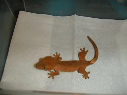 rhacodactylus ciliatus