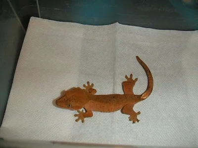 rhacodactylus ciliatus