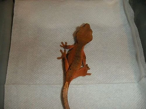 rhacodactylus ciliatus