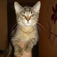 Daruji koťátko