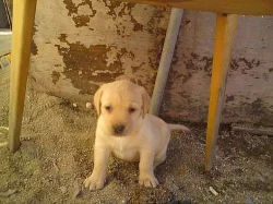 Prodám štěně LABRADORA
