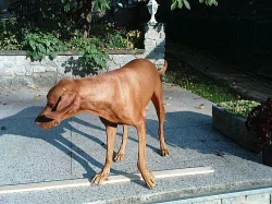Maďarský ohař