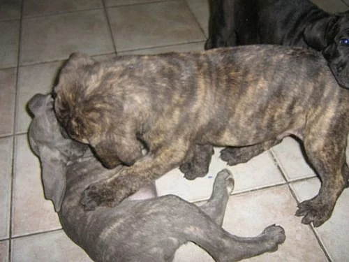 Štěnátka cane corso