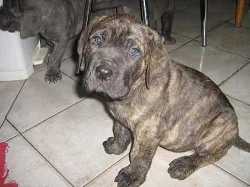Štěnátka cane corso