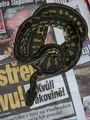 Morelia spilota variegata