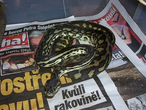 Morelia spilota variegata