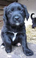 Štěňátka labradorského retrievera