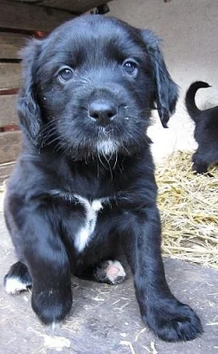 Štěňátka labradorského retrievera