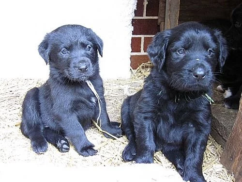 Štěňátka labradorského retrievera