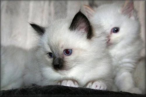 koťátka Ragdoll s PP