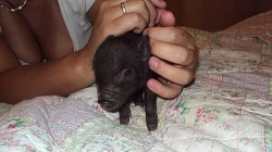 Prodám miniprasátka Minipigs