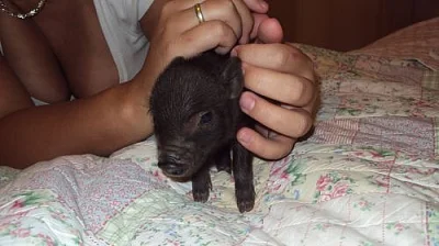 Prodám miniprasátka Minipigs