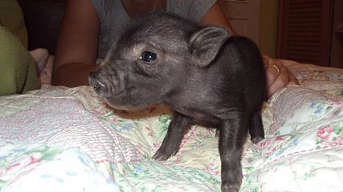 Prodám miniprasátka Minipigs