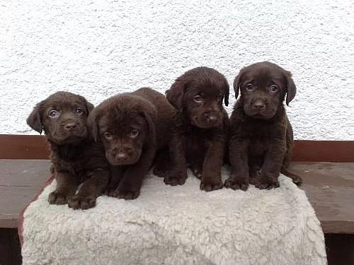 prodám štěňata Labradorského retrívra