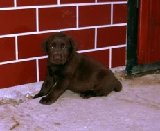 prodám štěňata Labradorského retrívra