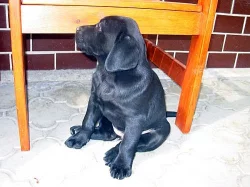 prodám štěňata Labradorského retrívra