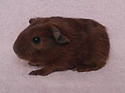 Morčátka