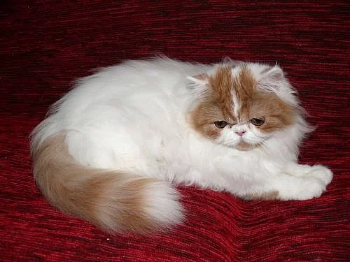 Perská kočička
