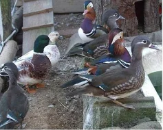 Kachnička mandarinská