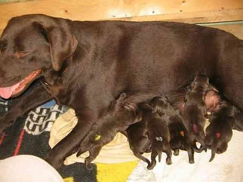 Labradorský retriever s PP, čokoládová barva