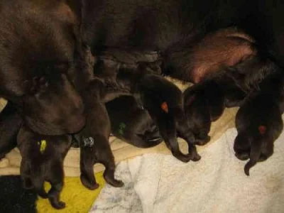 Labradorský retriever s PP, čokoládová barva