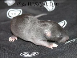 Potkaní miminka s PP, na mazlíky