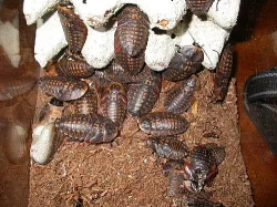 ŠVÁB OBROVSKÝ-Blaberus cranifer