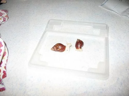 ACHATINA FULICA ALBINO BODY+ACHATINA FULICA ALBINO