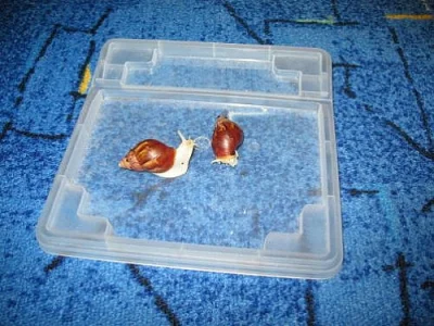 ACHATINA FULICA ALBINO BODY+ACHATINA FULICA ALBINO