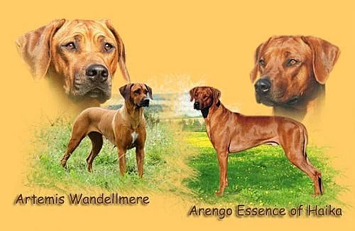 Rhodéský ridgeback -štěňátka s PP