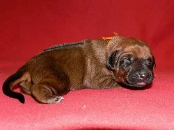 Rhodéský ridgeback -štěňátka s PP