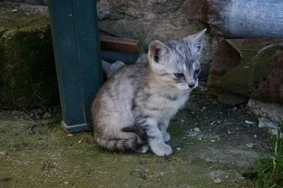 Daruji koťátka