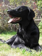 Flat Coated Retriever - příjem záznamu na štěňátka