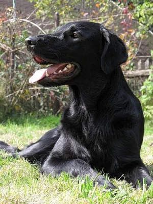 Flat Coated Retriever - příjem záznamu na štěňátka