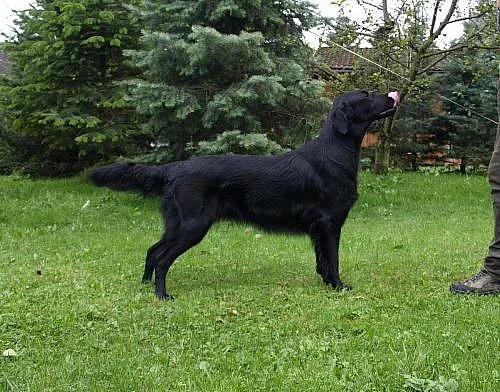 Flat Coated Retriever - příjem záznamu na štěňátka