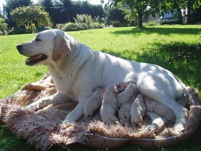 Čistokrevná štěňata labradora